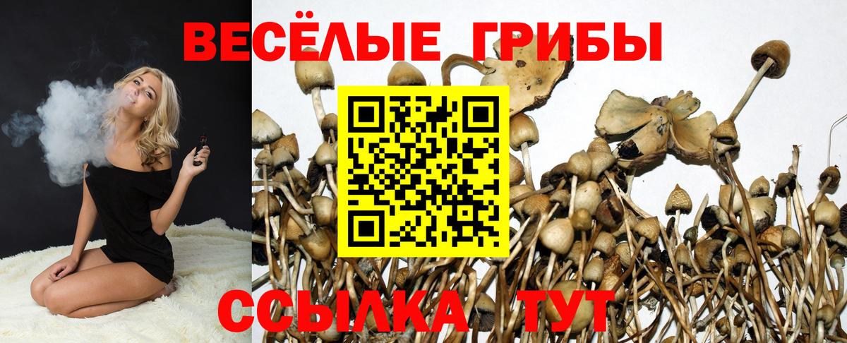 Баксан  Галлюциногенные грибы Psilocybe  Вход с VPN  Галлюциногенные грибы Psilocybe 